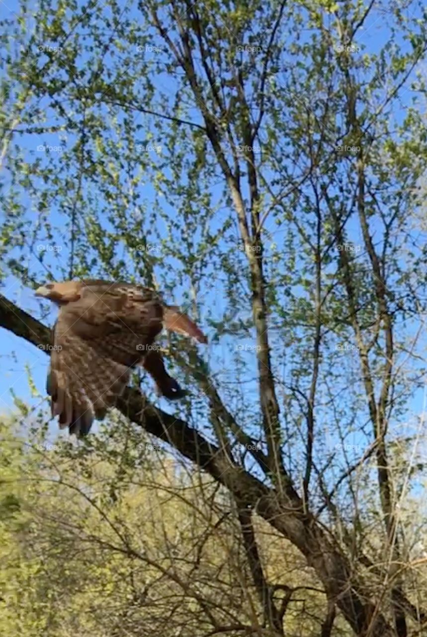 Hawk with squirrel 