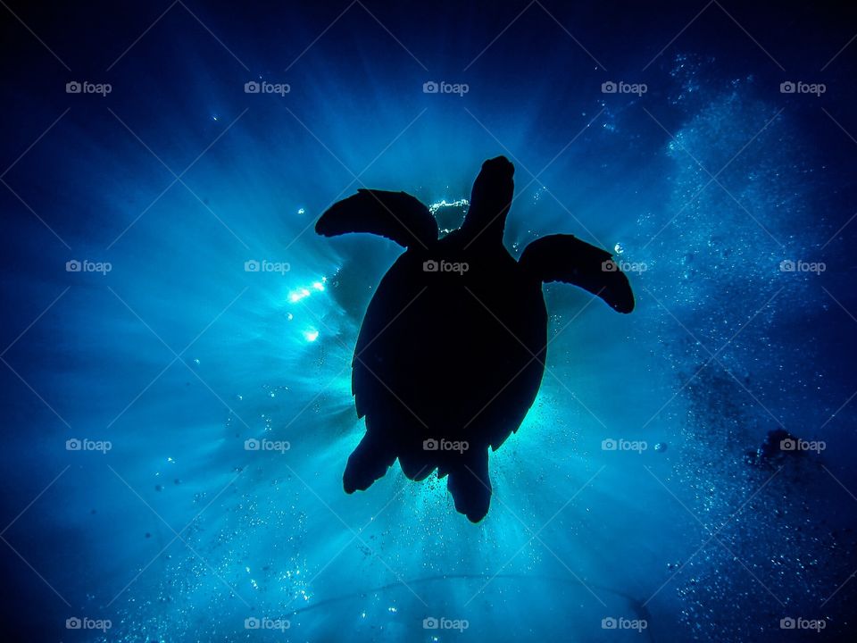 Turtle silhouette 2