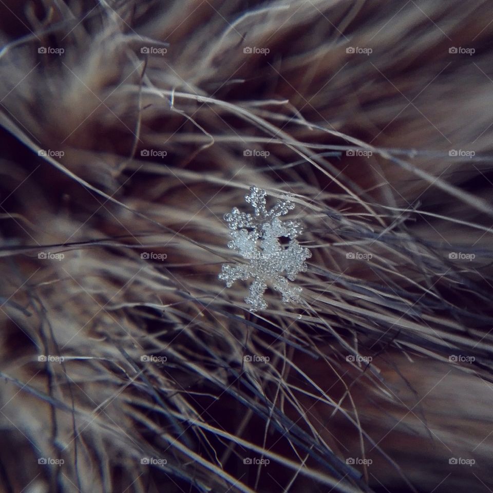 Macro snowflakes