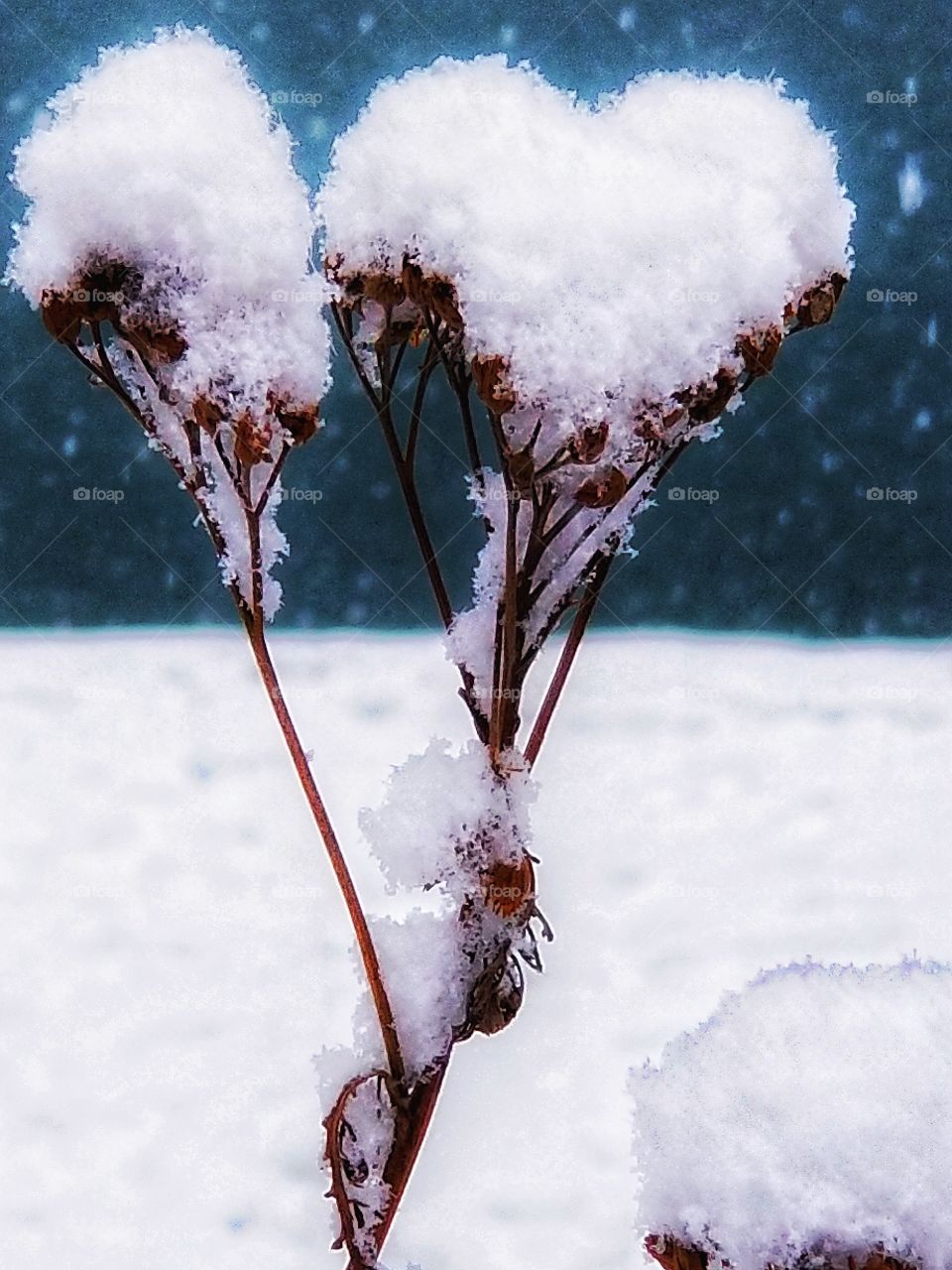 Heart of snow