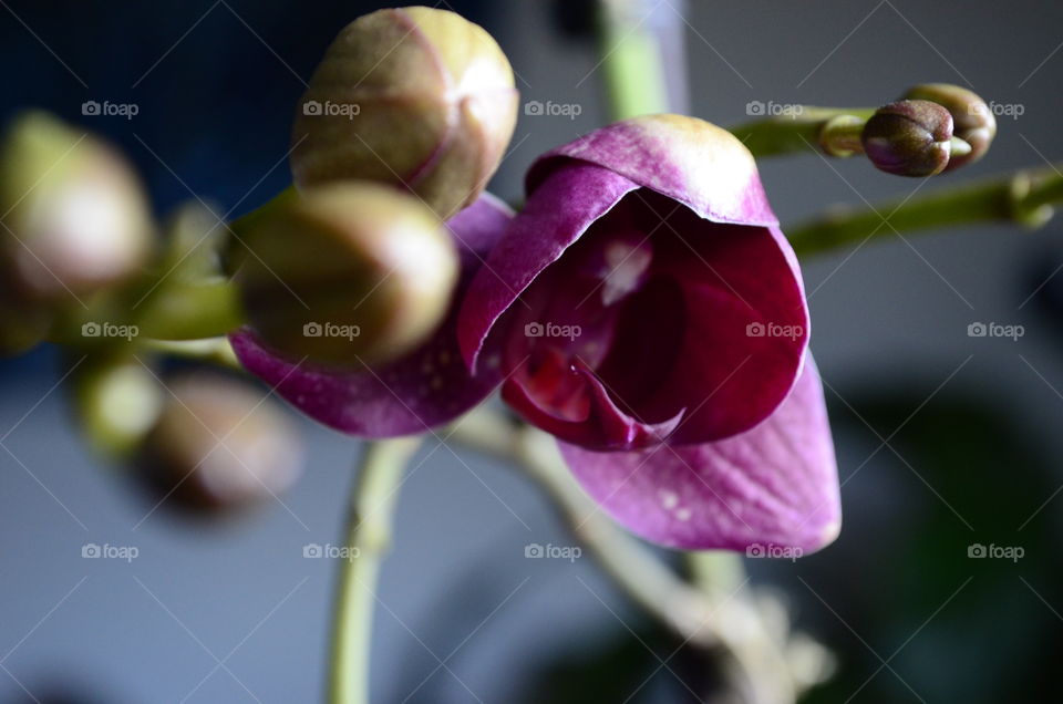 Orchids First Bloom