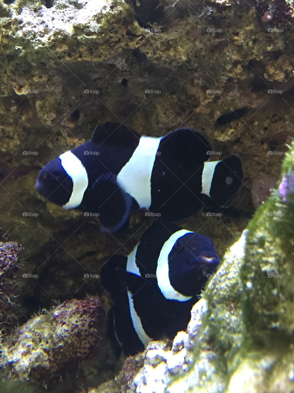 Close-up of black and white fish