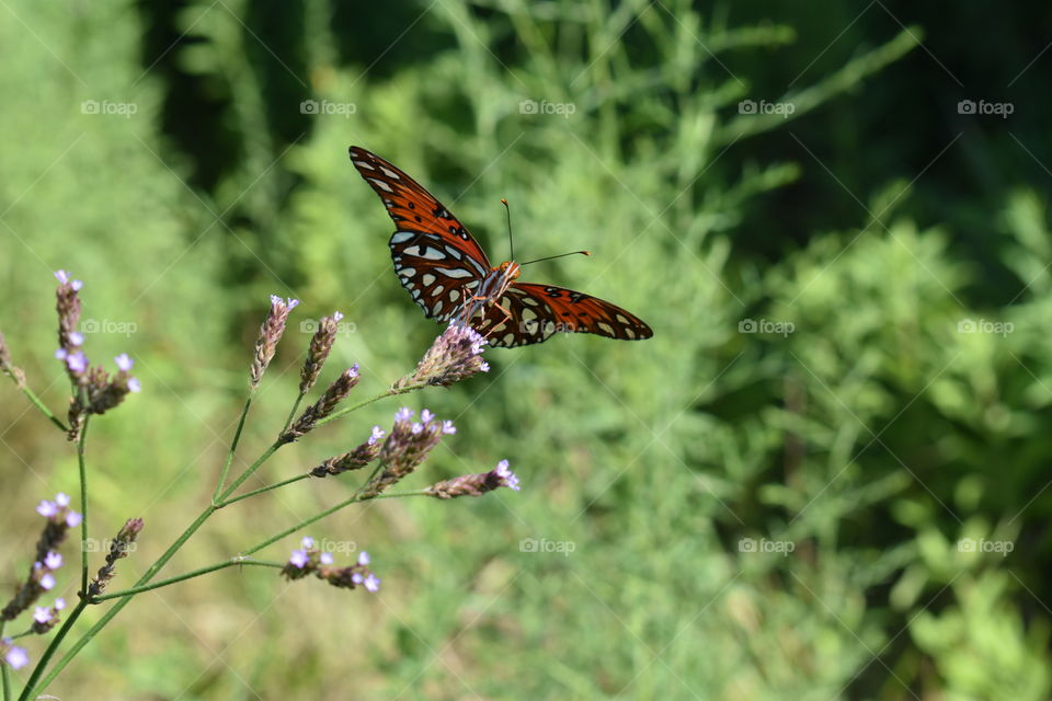 gulf fritillary butterfly