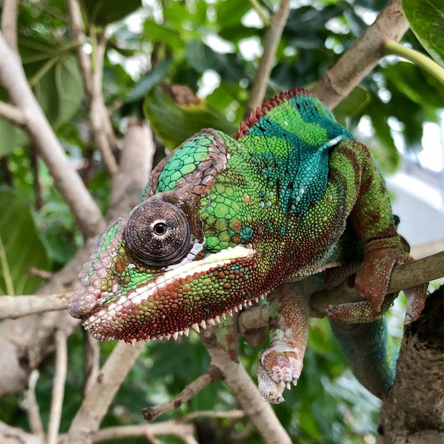 Lizard