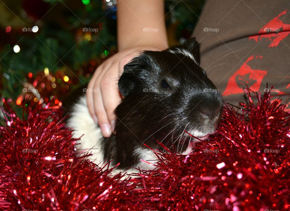 guinea pig and hand child