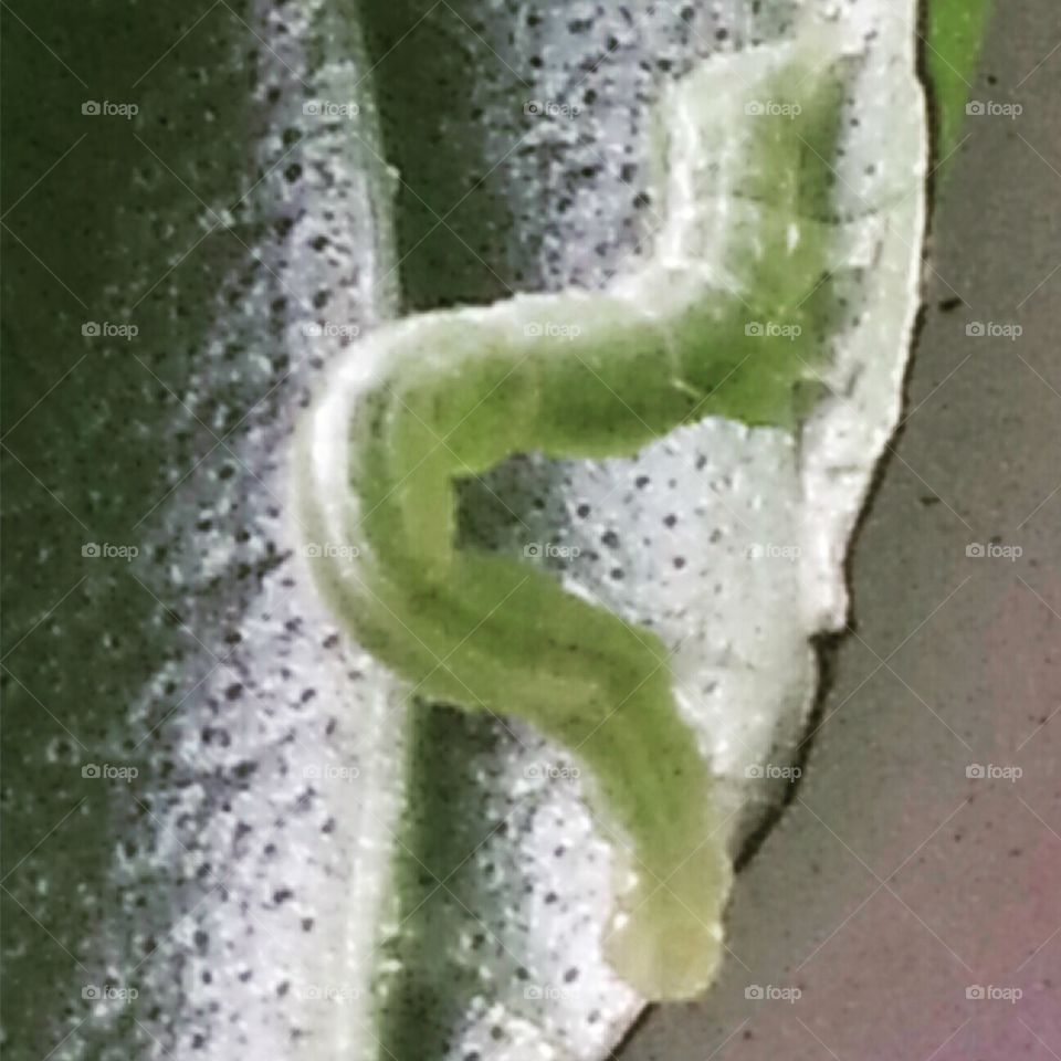 inchworm on a leaf