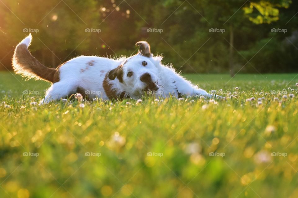 Cute happy dog enjoying playing in field of grass