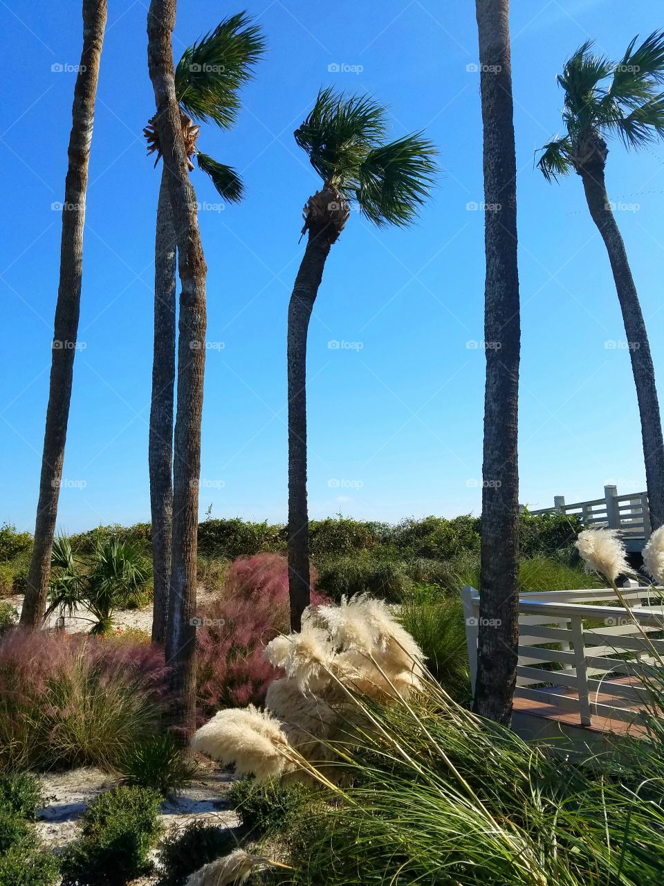 plants by sand dune