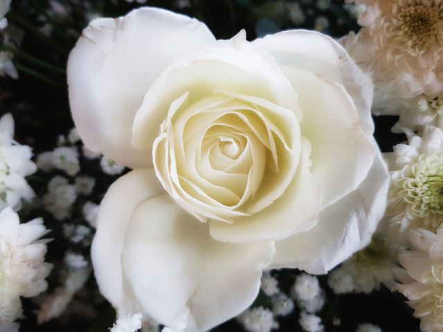 White FLower busting