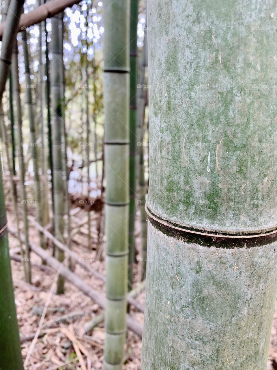 Bamboo forest