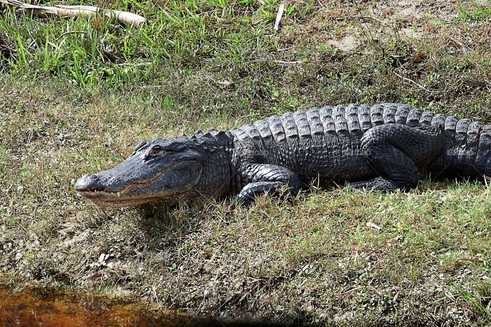 Alligator 