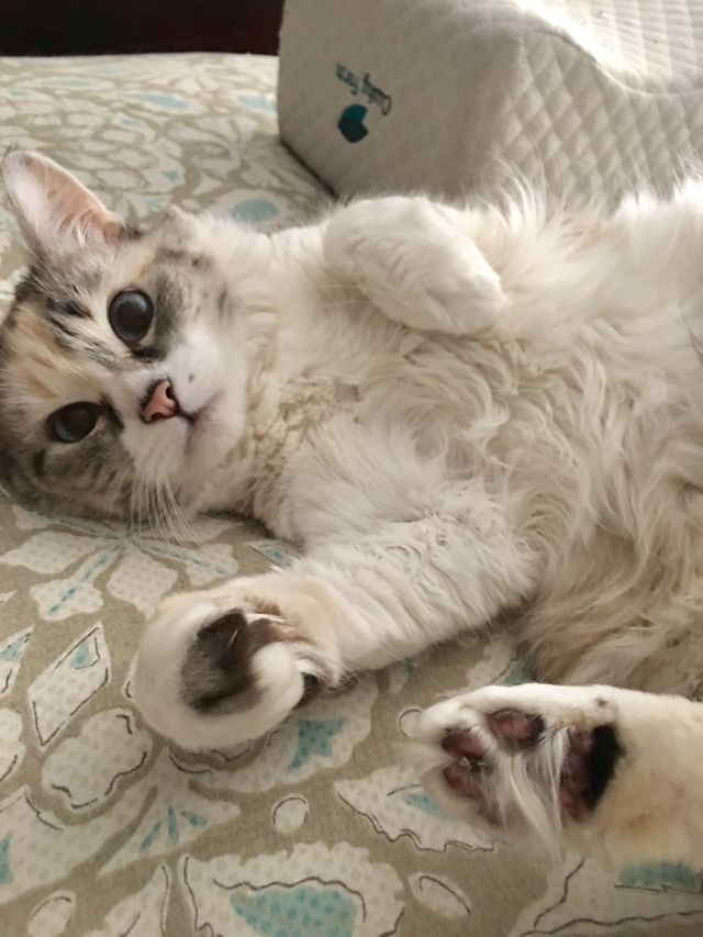 Happy Pet Happy Life