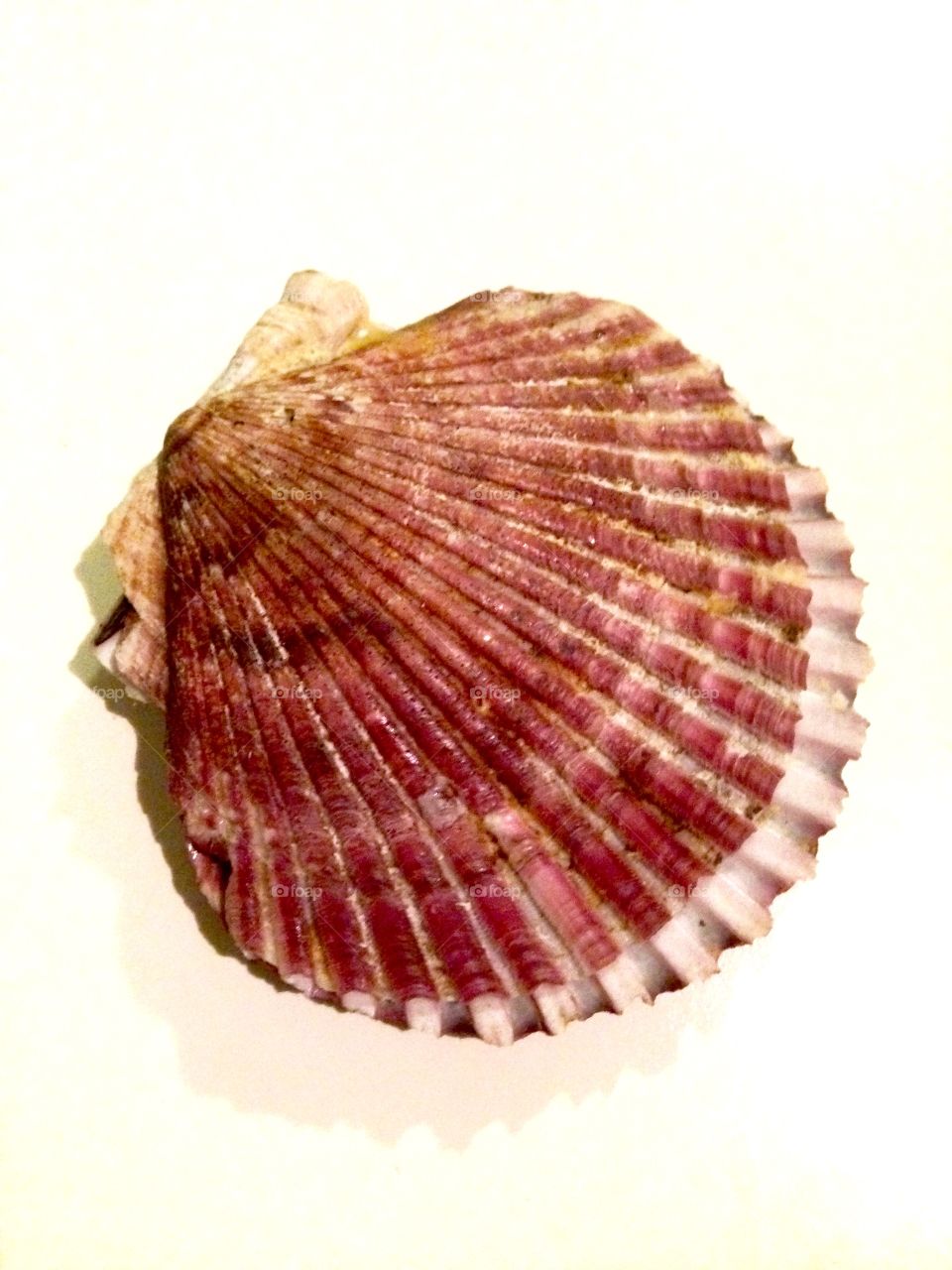 Sea Shells

Published by:
HappyBrownMonkey 