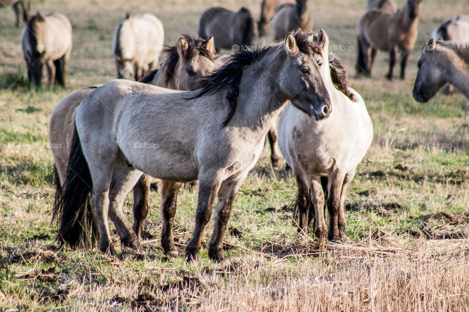 Group of horses grazing in field