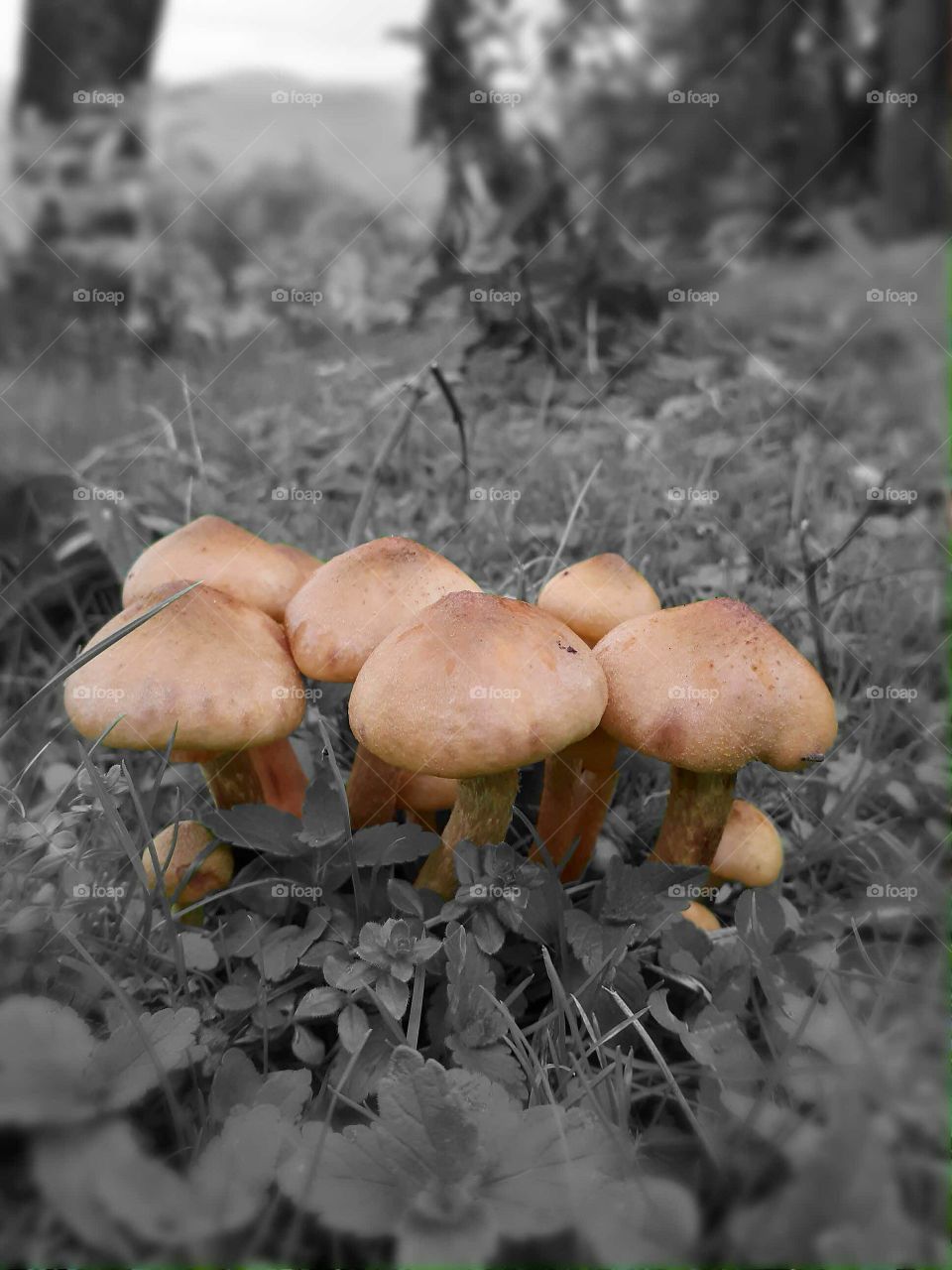 Brown mushrooms grow from grass