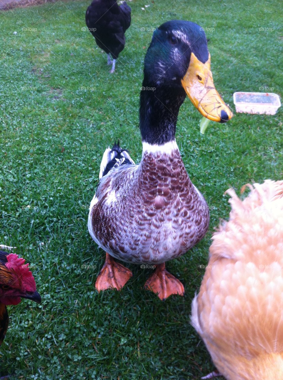 chester the duck