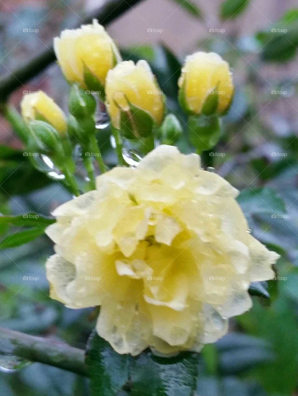 Rain Washed Yellow Rose