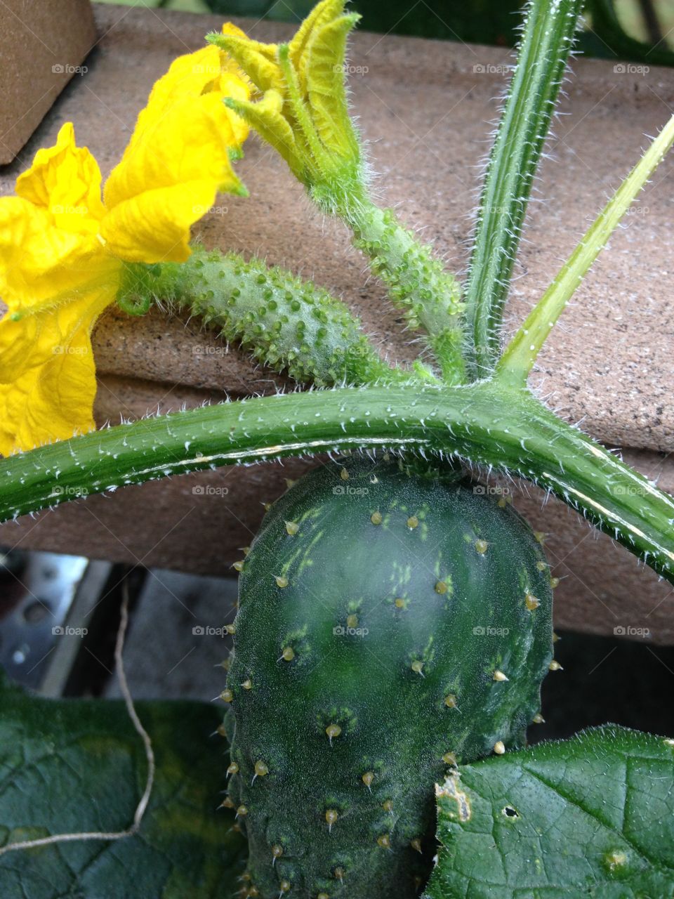 Fresh cukes growing  on the deck