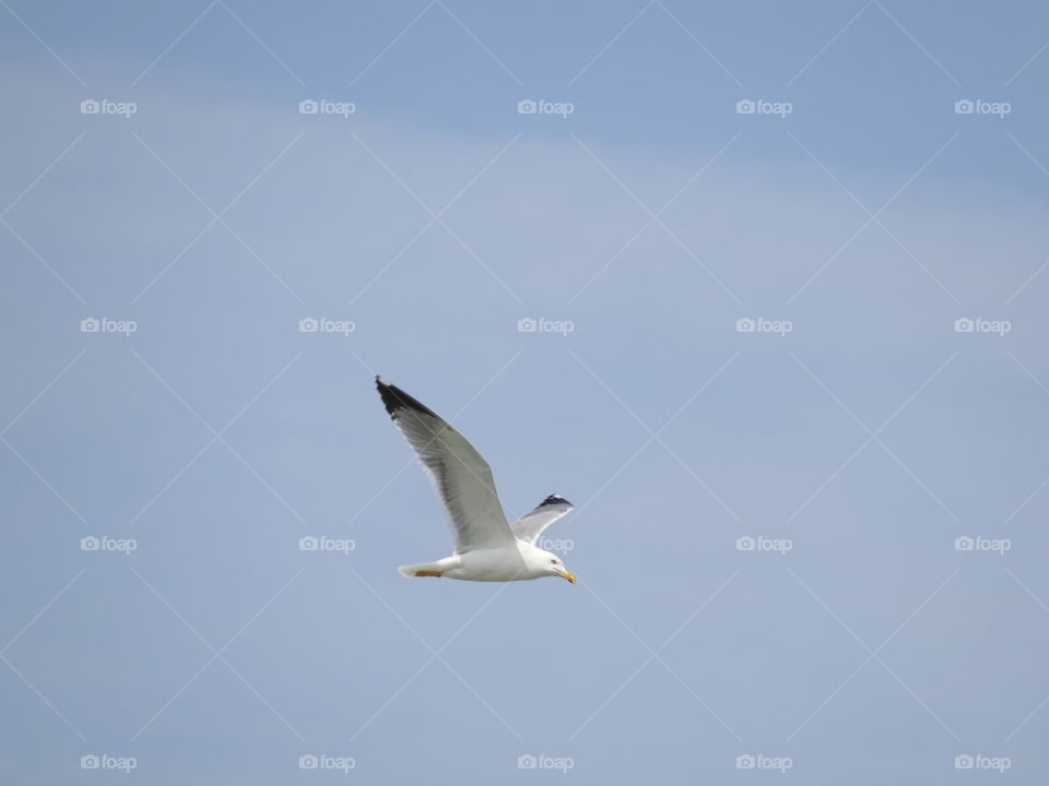 Seagull flying in the sky