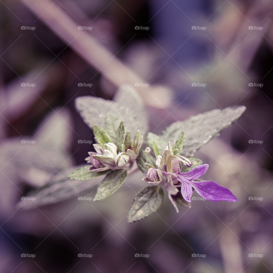 Spring flowers in London