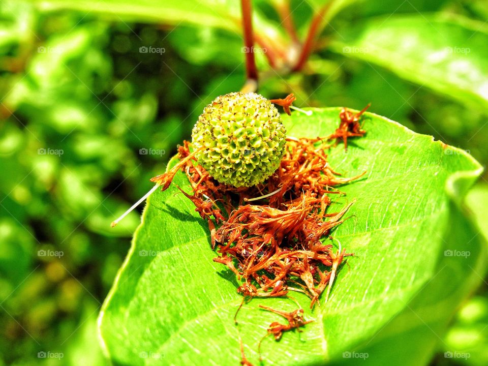 dried flowers petals on leaf