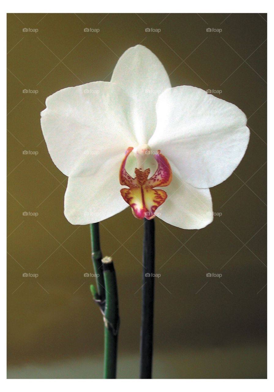 Orchid