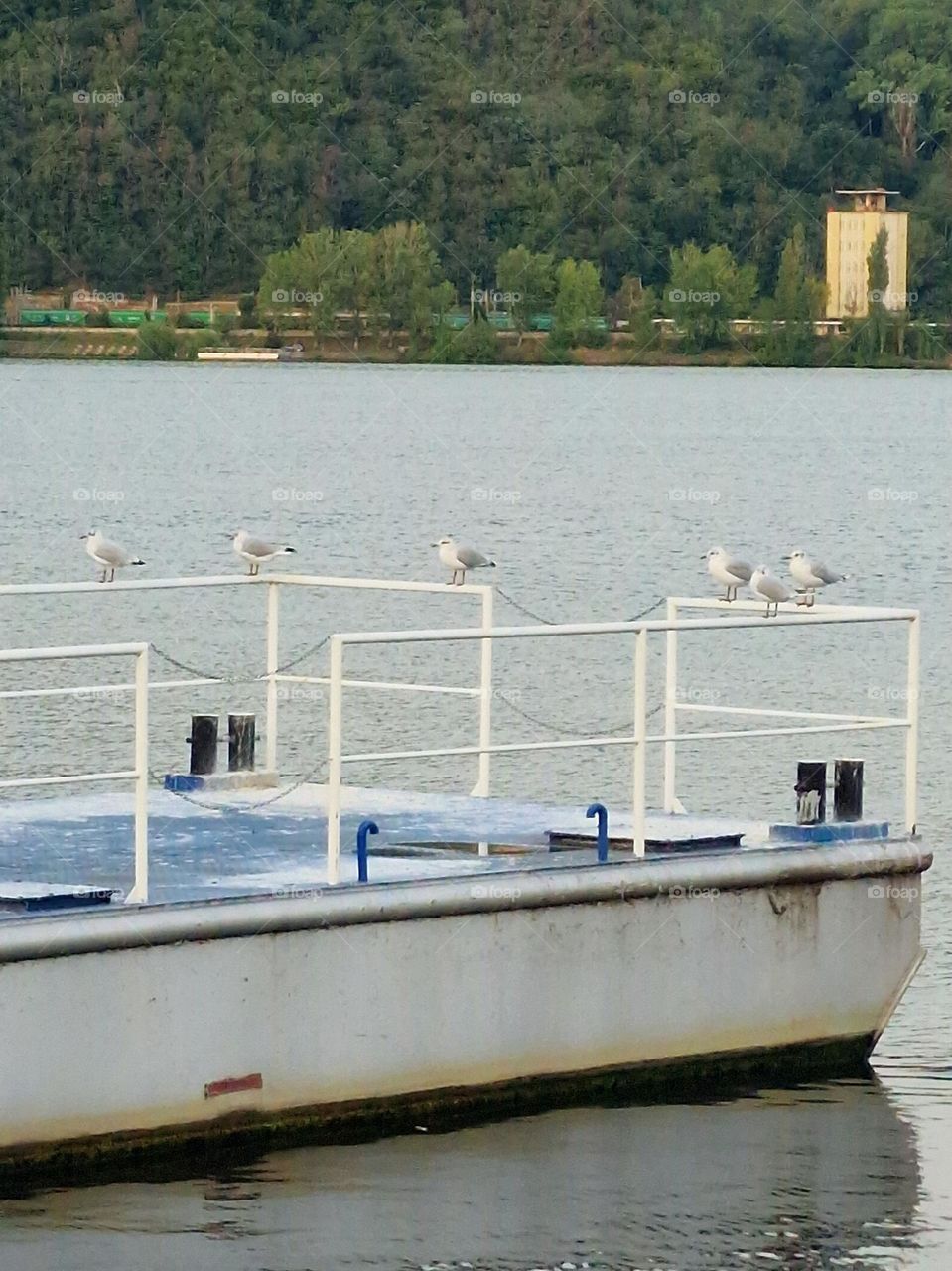 seagulls on the banks of the Danube