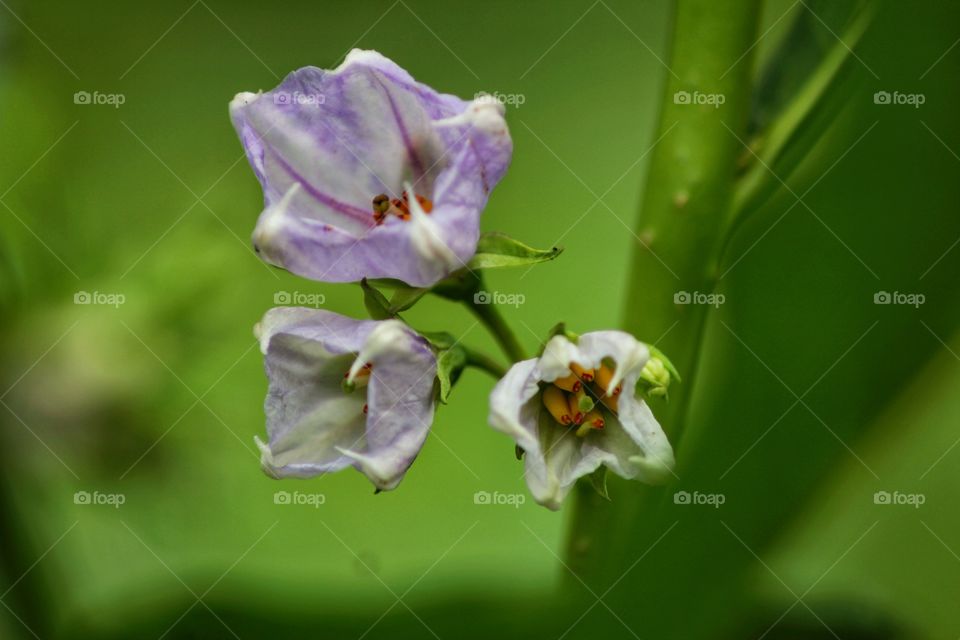 purple  flower
