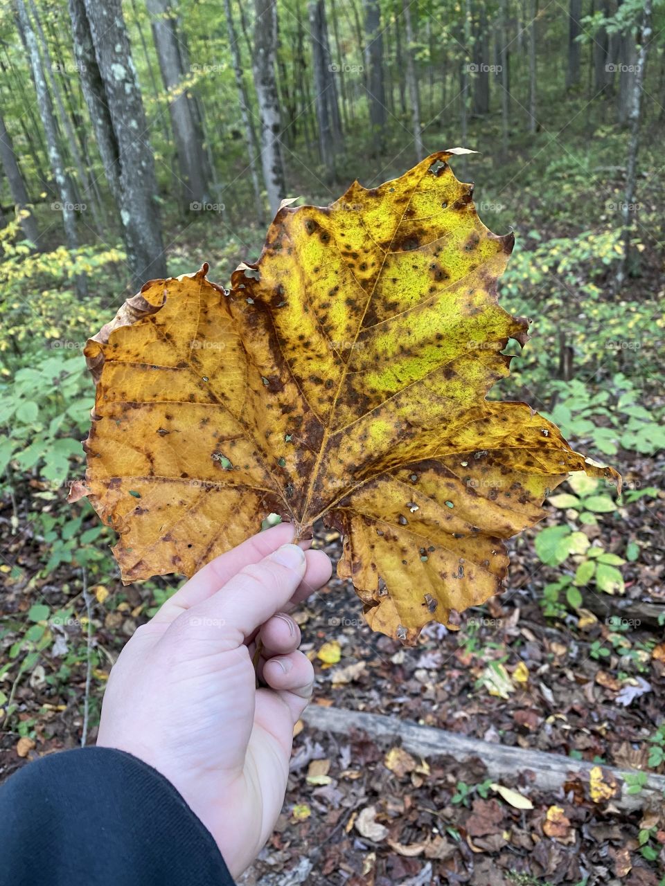 It’s fall in Pennsylvania 