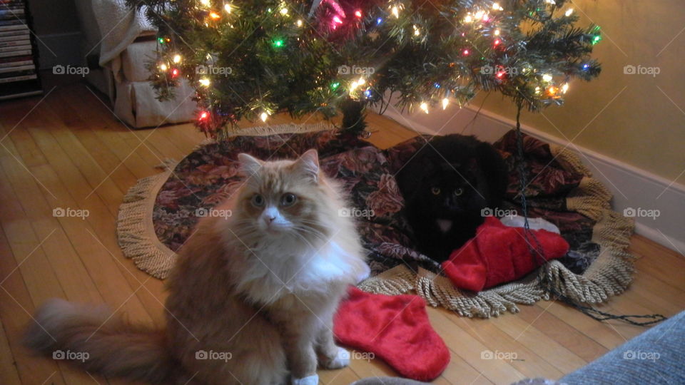 Cats under our Christmas tree