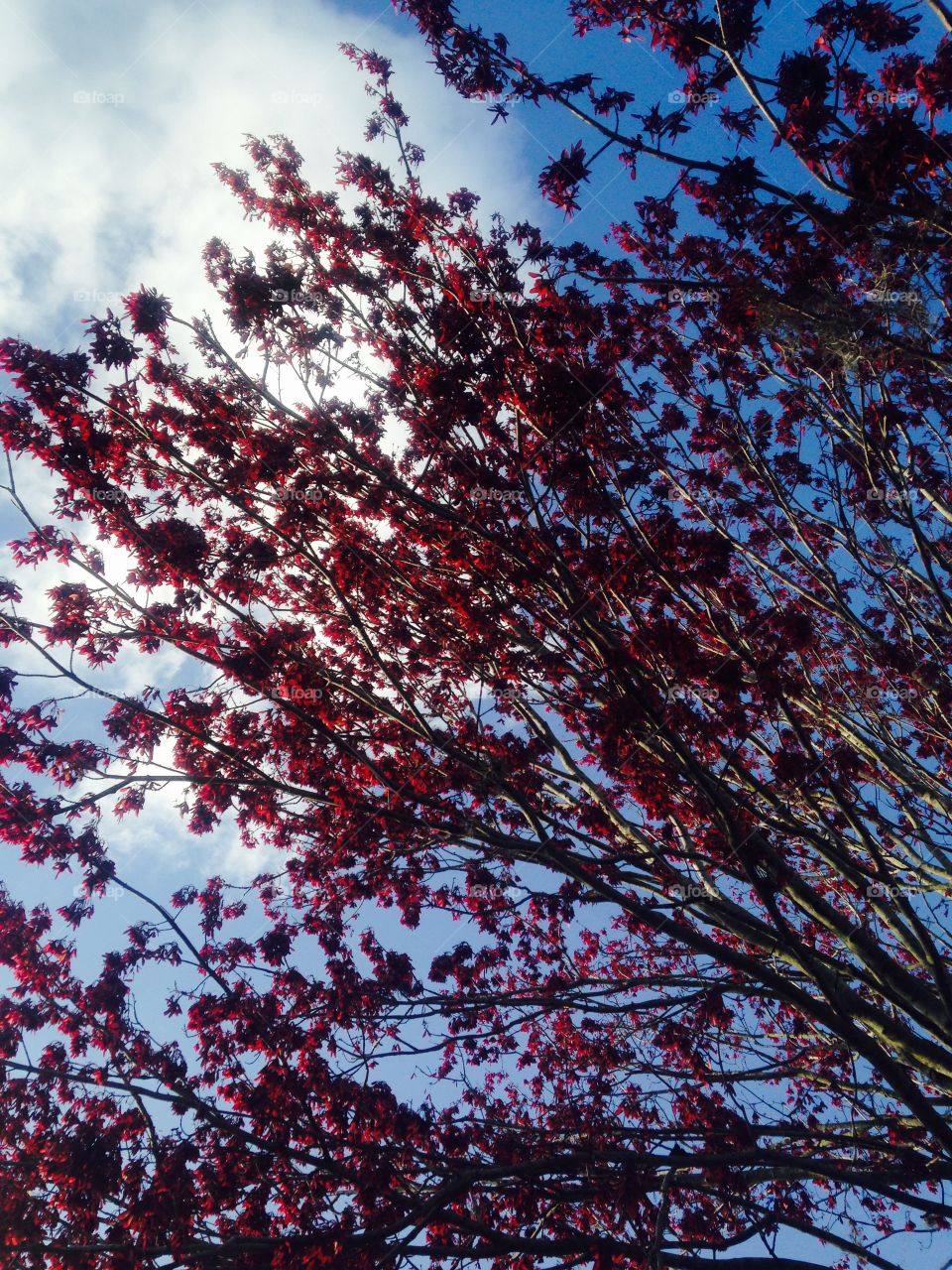 cheery blossom tree against sky