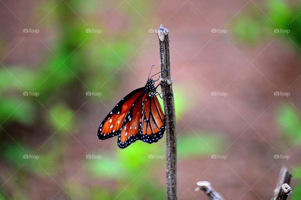 Butterfly in early spring