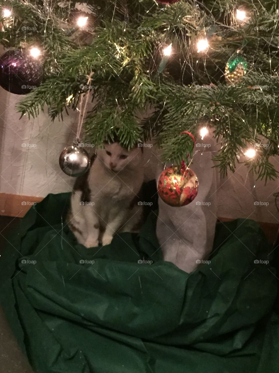 My cat under the christmas tree