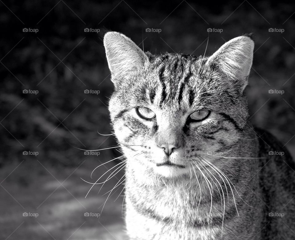 cat animal eyes bw by jori209