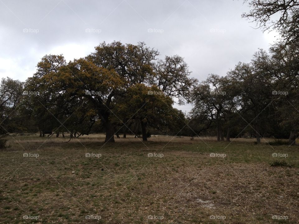 Texas ranch
