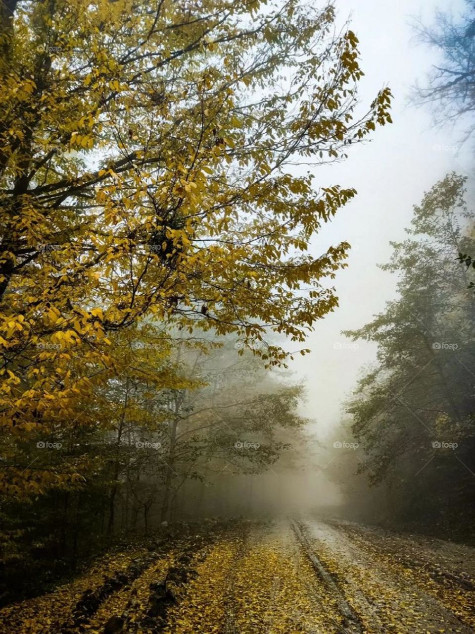 I like walking on the fall leaves in the colorful forest. The sound of the leaves under my feet is pleasant. The mild cold air of the beautiful  forest is pleasant. The forest has thousands of beautiful colors. Fall is the season of colors..