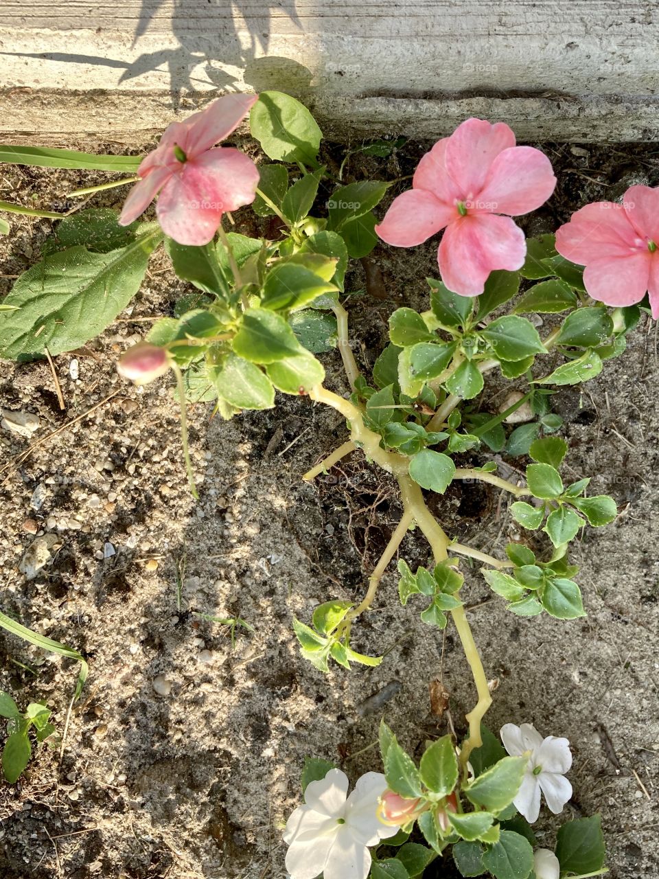 Pink impatiens in garden 