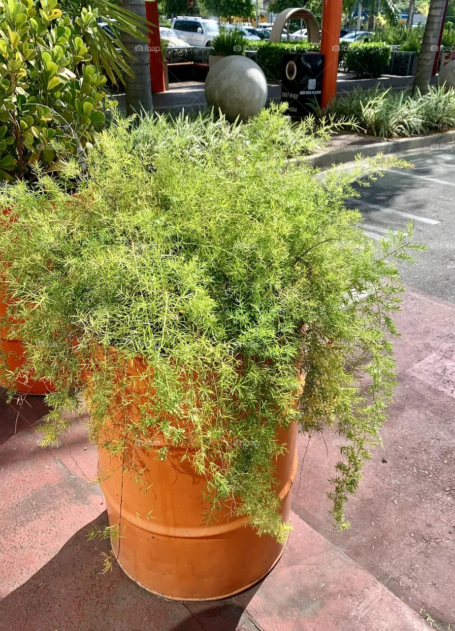 plants