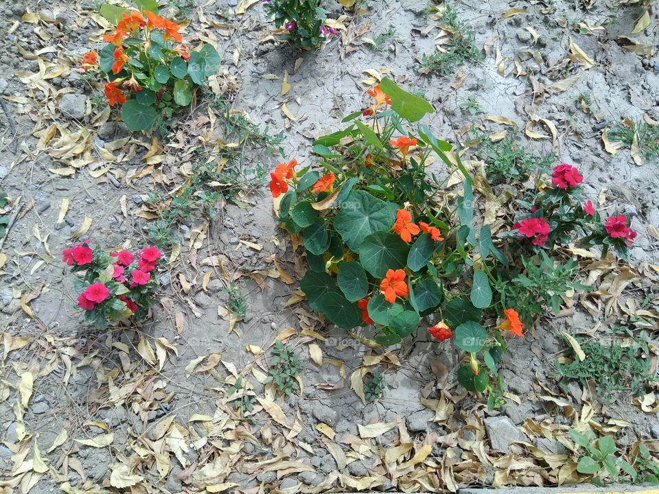 Multi colour Flowers