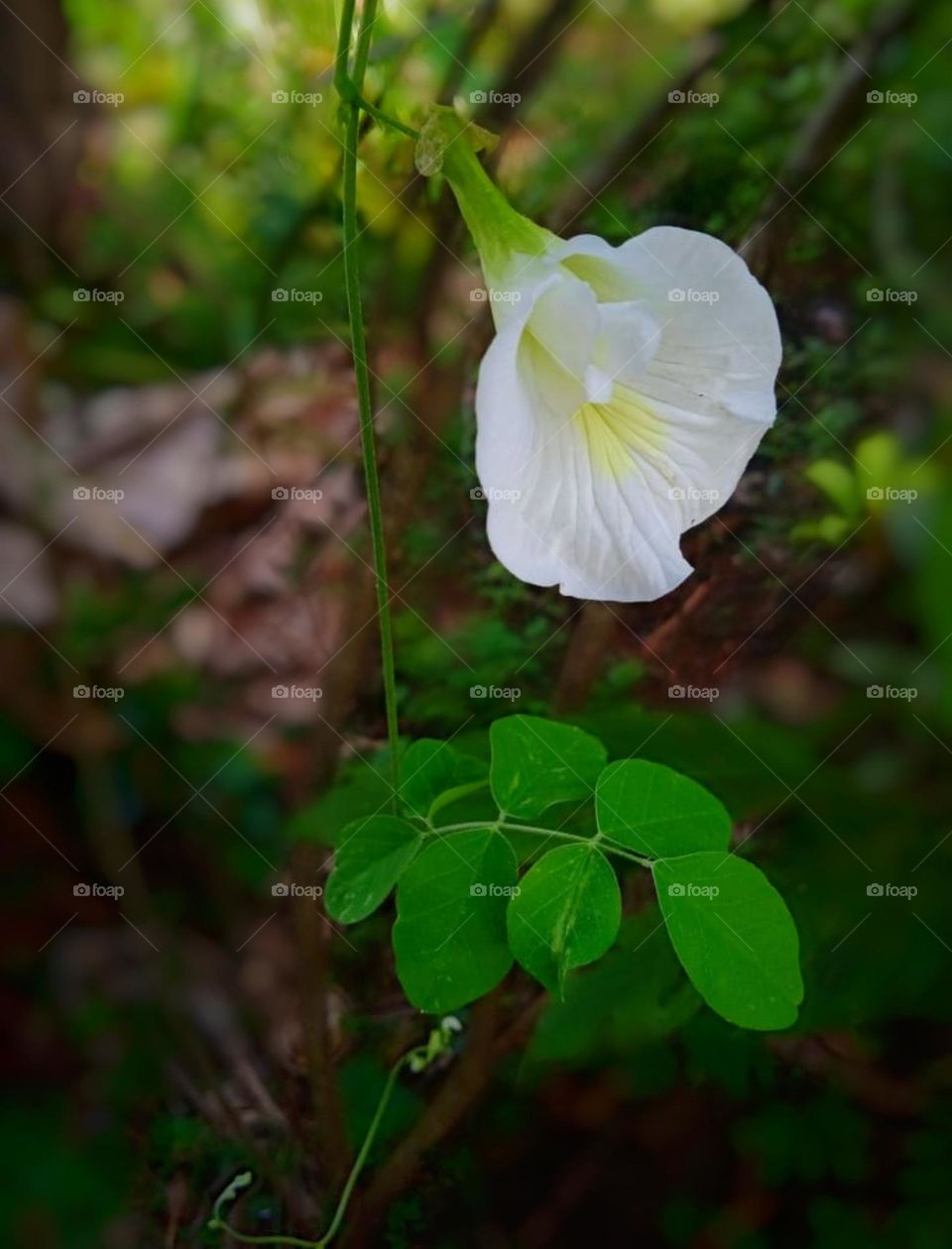white colour cone flower and green leaves