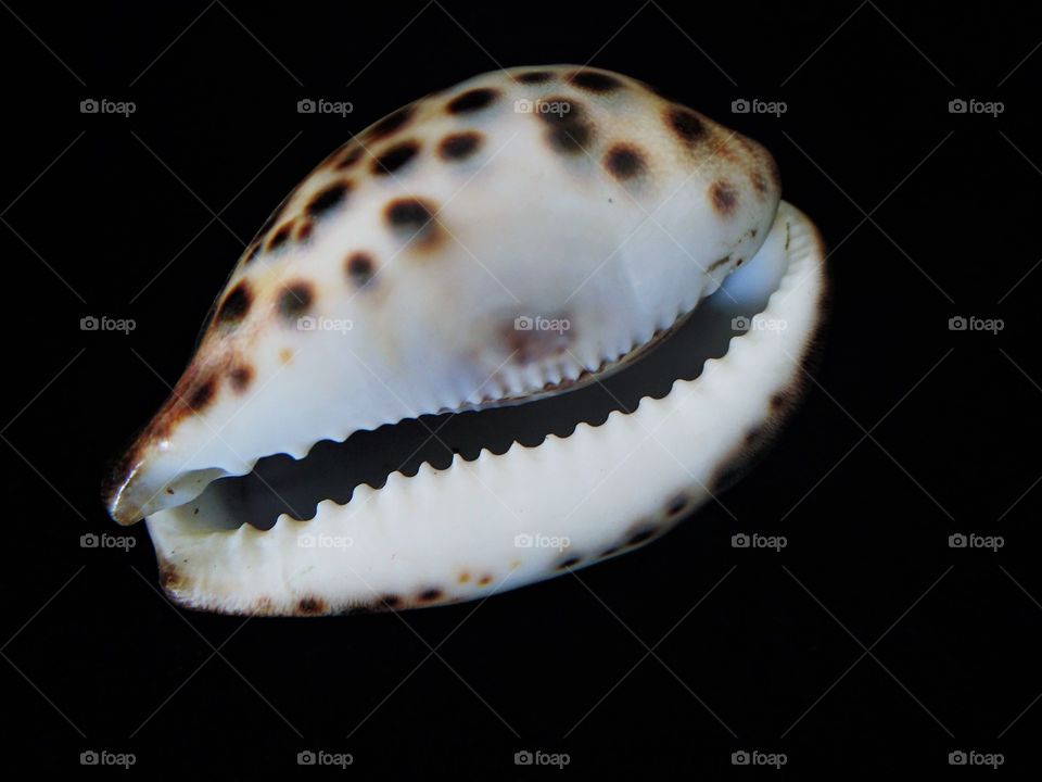 Single shell on background