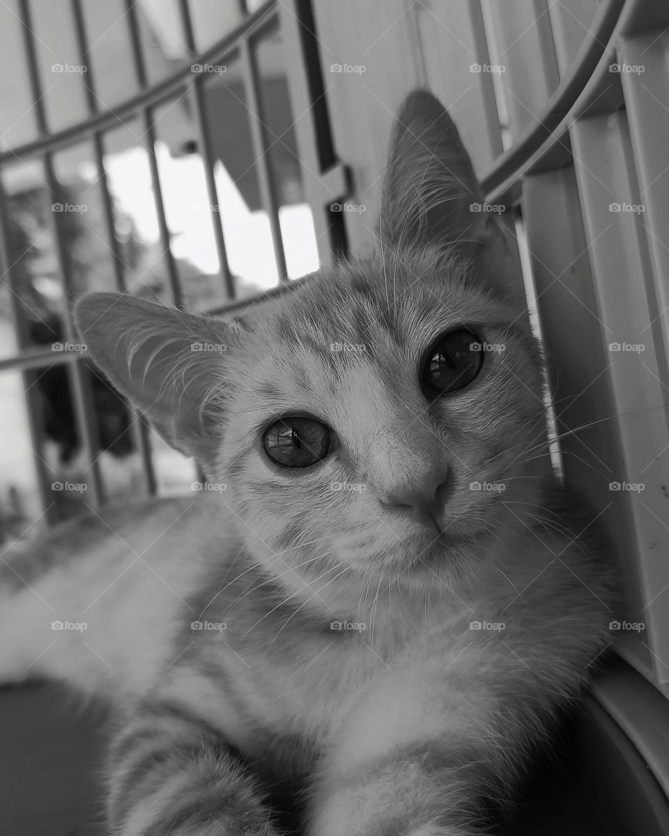 My cat inside its cage