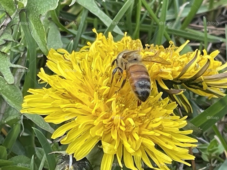 Bee