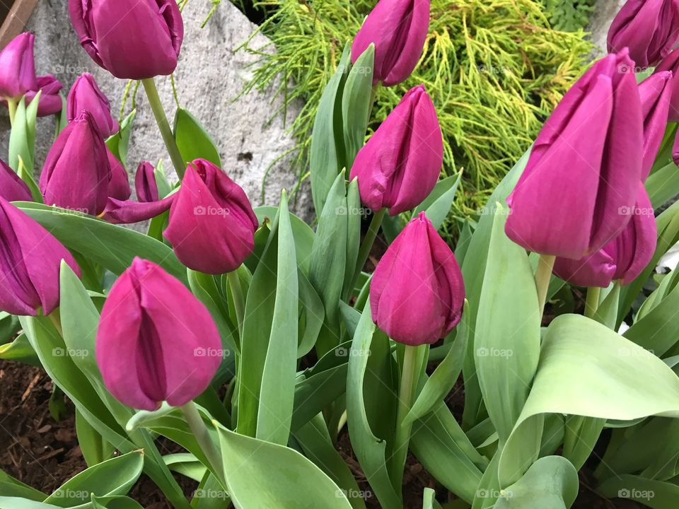 Tulips 