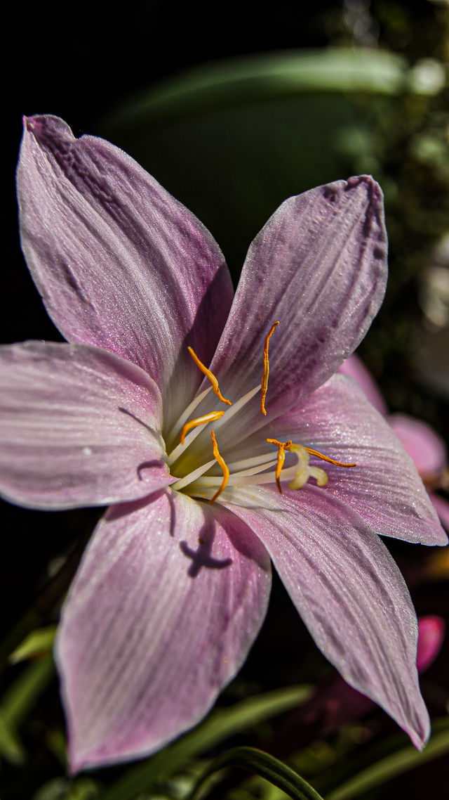 There are many fragrant flowers, one of them is the lily, which pleases the eye with its beauty and bright shine in the sunlight