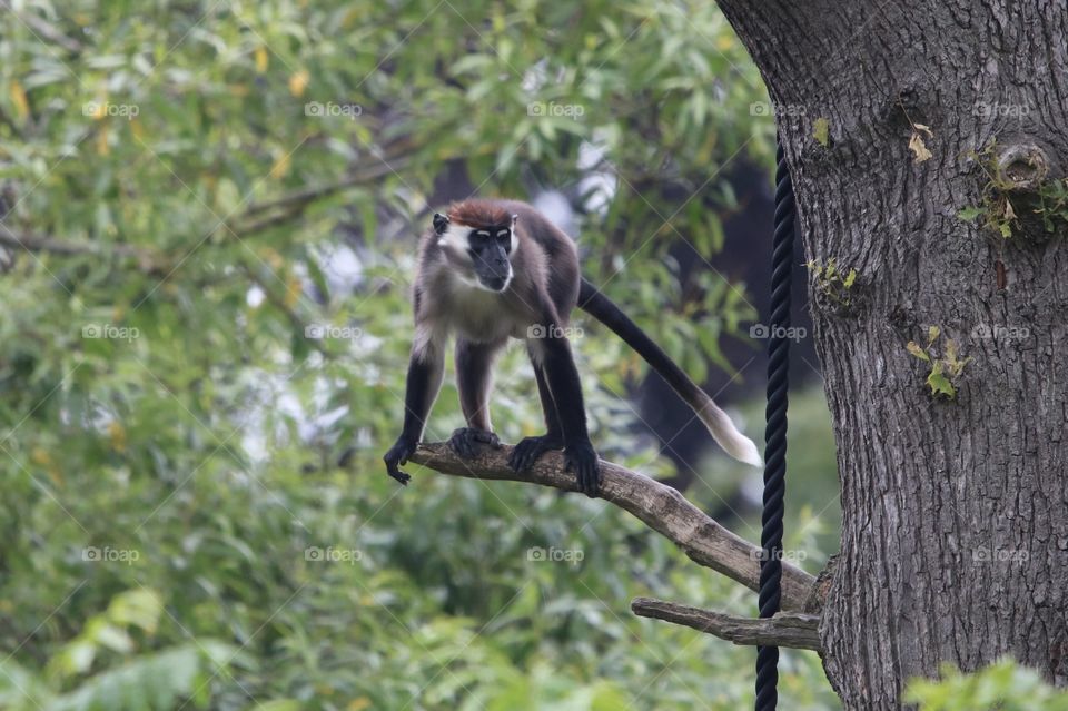 monkey on the tree