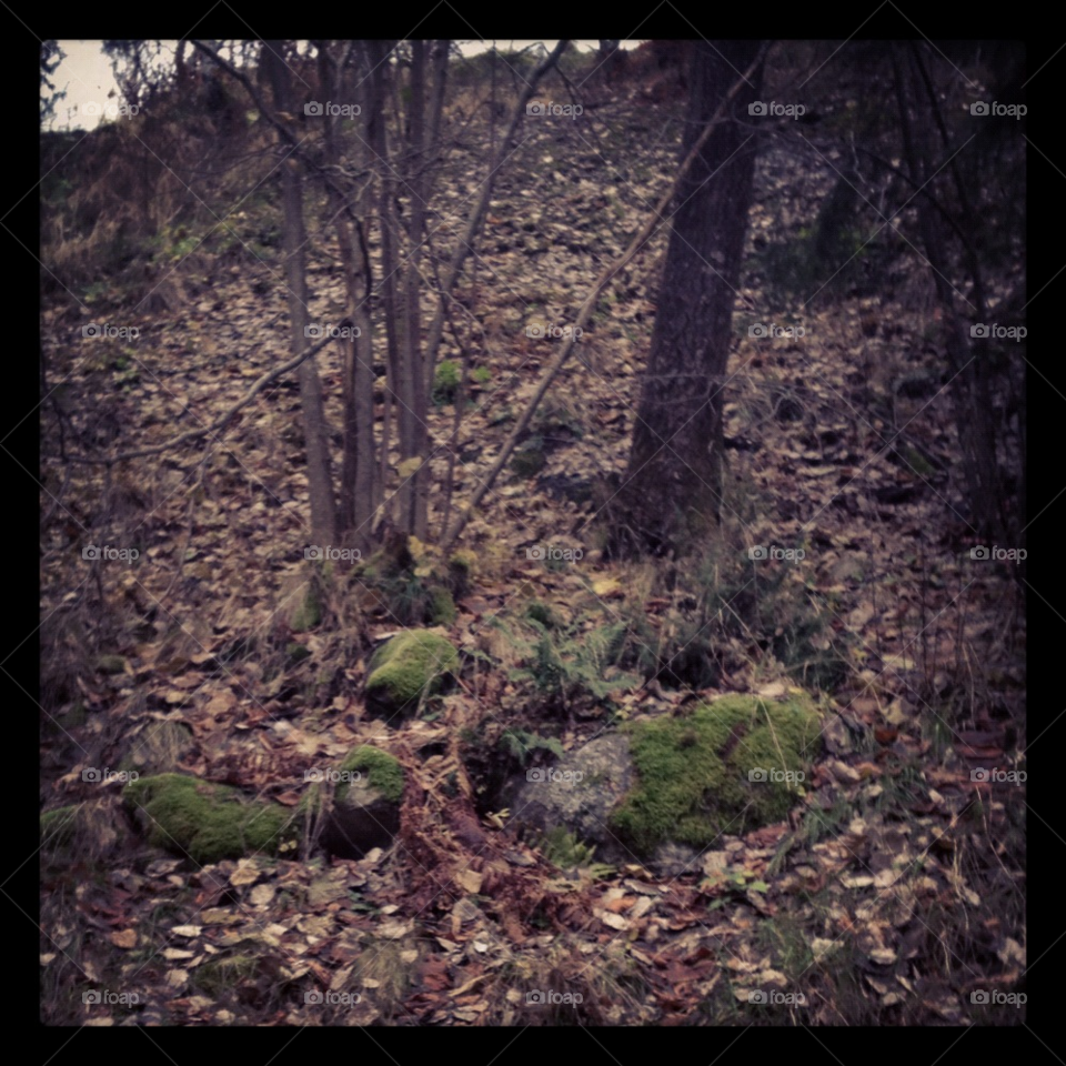 nature trees leaves forest by nick_68