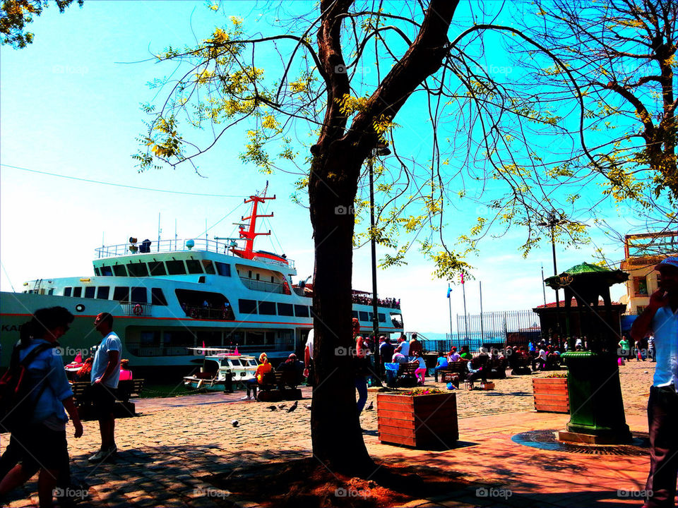 Beautiful branches in ortakoy