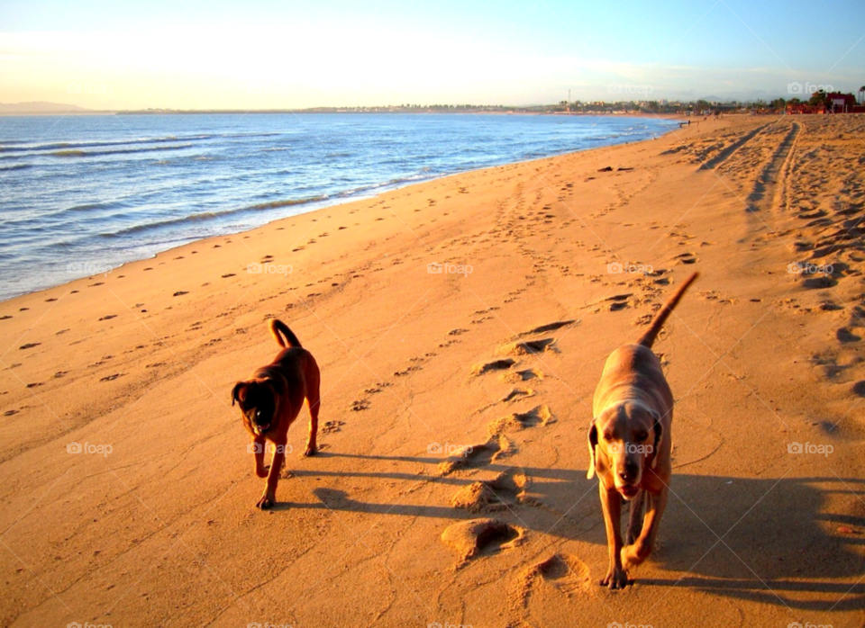 beach happy sun dogs by stevehardley7