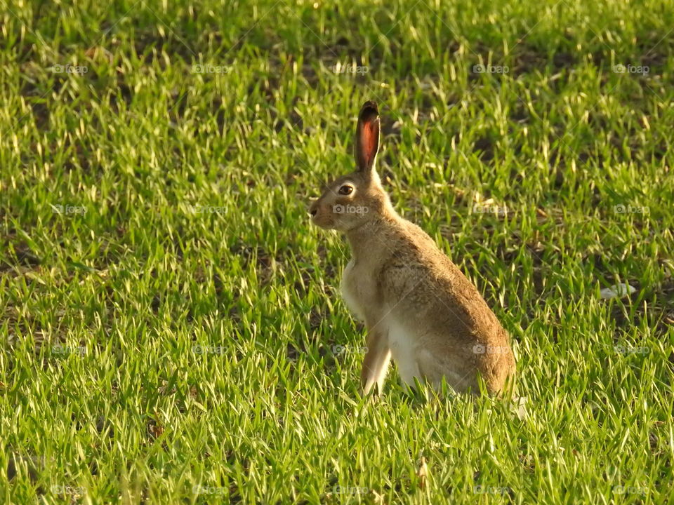 White-tailed Hare